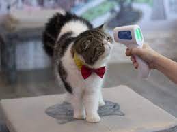 Spanish Cat Tests Positive For Coronavirus Times Of India