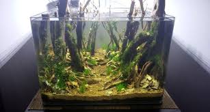 Keeping large species of freshwater fish in a community tank can be challenging but, with proper planning, you can be successful. Step By Step Guide How To Create A Forest Style Planted Aquarium Aquapros
