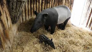 A tapir is a large, herbivorous mammal, similar in shape to a pig, with a short, prehensile nose trunk. Rare Malayan Tapir Born At Edinburgh Zoo News Dw 22 09 2017