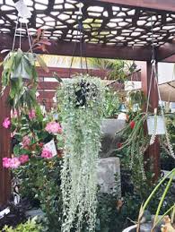 They can also be used in hanging baskets to soften up the exterior of your house. Hanging Basket Plants Northroy Nursery