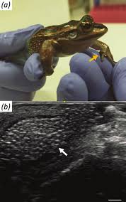 Generation of reproductively mature offspring from the endangered green and  golden bell frog Litoria aurea using cryopreserved s