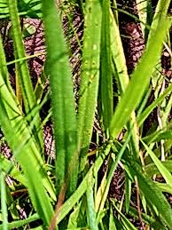 Image result for Dipcadi marlothii