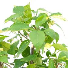 Image result for Acalypha nyasica
