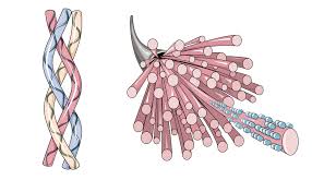 Image result for Collagen