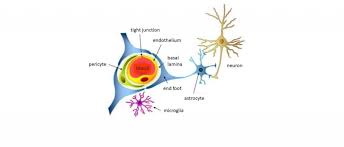Blut hirn schranke w hirnschranke abkbhs e blood brain barrier abkbbb selektive barriere zwischen blut und gehirn die den unkontrollierten ubertritt von blutbestandteilen oder im blut gelosten. Neue Darreichungssysteme Fur Biologica Zur Uberwindung Der Blut Hirn Schranke Else Kroner Fresenius Stiftung