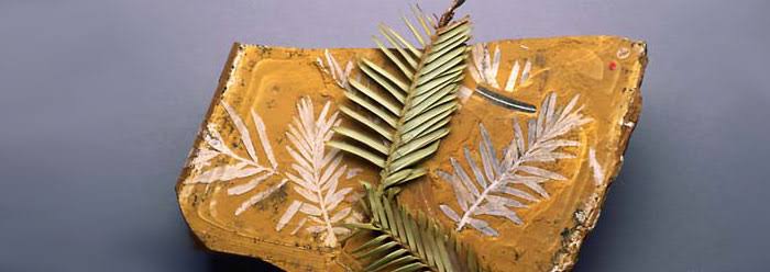 Fossils Show Stasis and No Transitional Forms | The Institute for Creation Research
