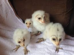 Barn owl boxes free shipping and free installation instruction video with every purchase! Barn Owls For Sale