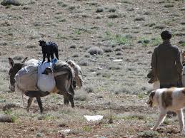 Image result for u202bکوچ ایل قشقاییu202clrm;