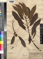 Image result for Ficus persicifolia