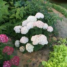 White hydrangea flowers turning green. Invincibelle Wee White Smooth Hydrangea Hydrangea Arborescens Proven Winners