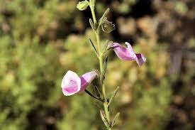 Image result for Holubia saccata