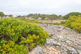 Image result for Tragia hildebrandtii