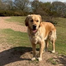 The cost to buy a golden retriever varies greatly and depends on many factors such as the breeders' location, reputation, litter size, lineage of the puppy, breed popularity (supply and demand), training, socialization efforts, breed lines and much more. 10 Best Golden Retriever Breeders In Arizona 2021 We Love Doodles