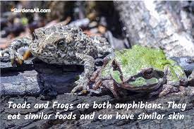 Freshwater crayfish, diving beetles, dragonfly larvae and mosquitoes also feed on cane toads, though most of these are in egg and tadpole form. What Do Toads Eat In The Garden Gardensall
