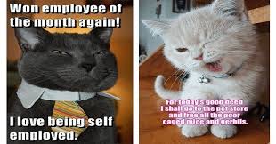 Top 25 Memes Of The Week Cheezburger Users Edition 96 Cute Animal Memes Cat Memes Funny Cat Memes