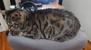 Kedi Ve Kopekte Mantar Hastaligi Tedavisi