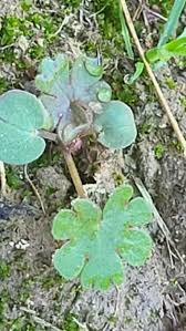 Image result for Dichondra micrantha