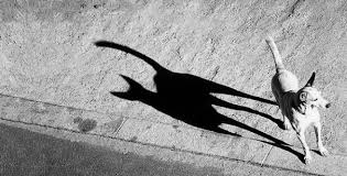 Image result for funny shadow