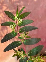 Image result for Euphorbia hypericifolia