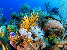 Shooting while deep diving in ocean water. Cuba S Coral Reef The Best We Ve Never Seen Travelchannel Com Travel Channel