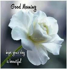 We all love good morning images! White Rose Good Morning