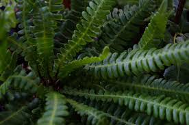Image result for Blechnum punctulatum