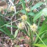 Image result for Rhynchospora holoschoenoides