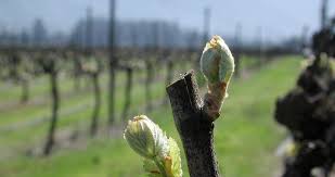 While all the models show a (2011) and parker (2012) extended these ideas to model phenological stages of grape development. Role Of Nutrients In Grapevines By Growth Stage Yara Uk