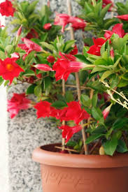 Check spelling or type a new query. 15 Best Balcony Plants Apartment Balcony Plant Ideas