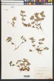 Image result for Lysimachia ruhmeriana