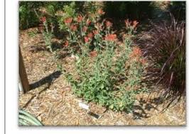 Image result for Dicliptera clinopodia