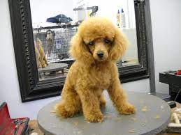 Miniature Poodle Grooming Poodle Forum Standard Poodle Toy Poodle Miniature Poodle Forum All Miniature Poodle Poodle Haircut Poodle Grooming