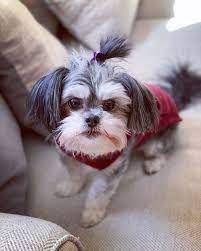 5 Small Calm Dog Breeds That Like To Keep It Mellow Dogtime Calm Dog Breeds Calm Dogs Dog Breeds Medium