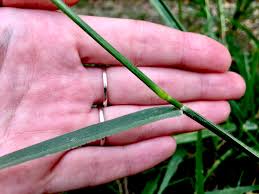 Image result for Daknopholis