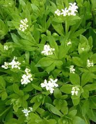 Galium is closely related to the asperula family. Galium Odoratum Springerlink
