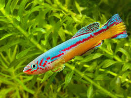 Fundulopanchax Amieti 3 Fresh Water Fish Tank Aquarium Fish Pet Fish