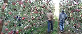 The trees of recent examples on the web owning an orchard is both a luxury and a serious undertaking — frost, for. Steps To Establishing A Money Making Orchard Good Fruit Grower