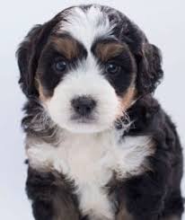 Read each one's instructions carefully before using it. How To Trim Dogs Nails When They Hate It
