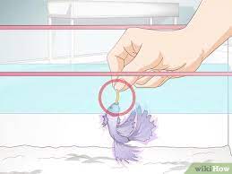 You should feed your betta fish twice per day, once in the morning and again in the evening. How To Feed A Betta Fish 11 Steps With Pictures Wikihow