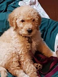 Maybe you would like to learn more about one of these? Goldendoodle F1b Male Puppy For Sale In Charlotte North Carolina Classified Americanlisted Com