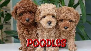 Explore 511 listings for red poodle puppies for sale uk at best prices. Top Quality Red Poodle Puppies For Sale Red Coat Purebreed Quality Poodle Puppy Boskys Kennel Youtube