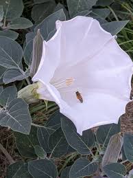 Image result for Datura inoxia