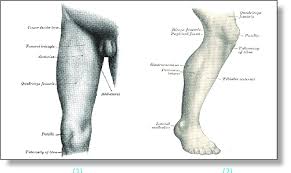 Schema de legs bones diagram diagram showing bones inside human leg ready to jump stock file skeleton of a cat diagram ver 2 svg Nerimauti Ralis Prakeikimas Leg Diagram Yenanchen Com