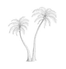 Sea and palm line icon vector. How To Draw A Palm Tree