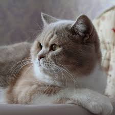 Moya Prekrasnaya Yanita Dog Cat Cats Animals