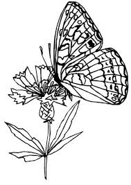 The fluttering butterflies are magnificent with their colorful wings, but there is one. Butterflies And Flowers Colouring Pages Page 2 Coloring Home