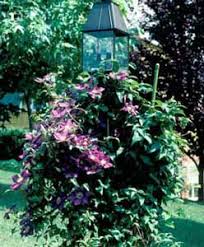 Below are the main rubriks (i.e strongest indications or symptoms) of clematis erecta in traditional homeopathic usage , not approved by the fda. Clematis Clematis Hybrids