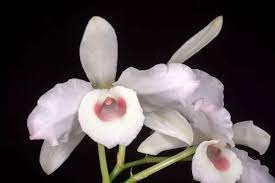 Piante da appartamento orchidea all'occhiello fiore cura. Dendrobium Consigli Coltivazione E Cura Dell Orchidea Bambu