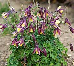 Http Www Whiteflowerfarm Com 23304 Product Html White Flower Farm Part Shade Perennials Shade Perennials