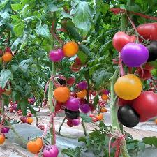 100pcs Rainbow Tomato Seeds Magic Garden Colorful Bonsai Organic Vegetables And Fruits Seeds Rainbow Tomatoes Heirloom Seeds Vegetables Organic Vegetable Seeds